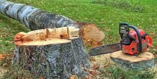 Best Root Management and Removal  in Idyllwild Pine Cove, CA
