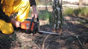 Best Stump Grinding and Removal  in Idyllwild Pine Cove, CA