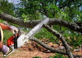 Best Lawn Disease Treatment  in Idyllwild Pine Cove, CA