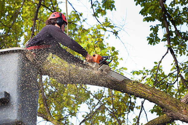 Best Emergency Tree Removal  in Idyllwild Pine Cove, CA