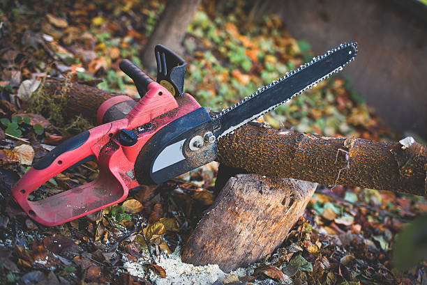 How Our Tree Care Process Works  in  Idyllwild Pine Cove, CA