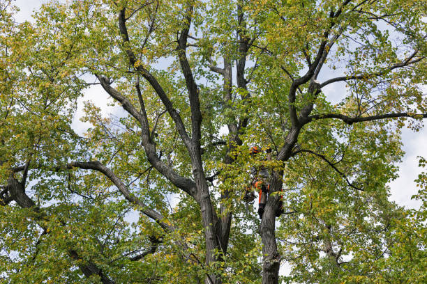Idyllwild Pine Cove, CA Tree Care Company